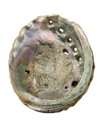 Abalone