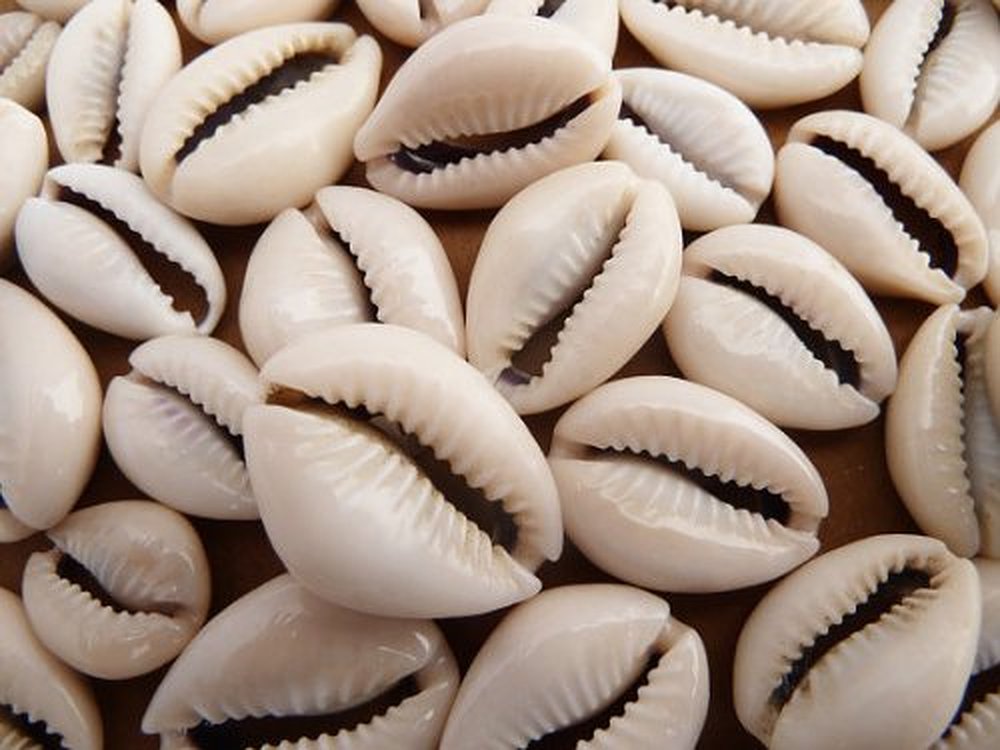 100 Pcs Bulk Cut Sea Shell Beads Cowrie Craft