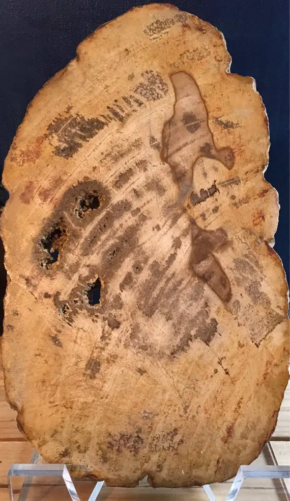 Petrified Wood Slice, Polished Wood Slab, Spiritual Stone, Healing Stone, Healing Crystal