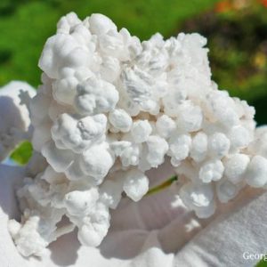 Shop Raw & Rough Calcite Stones! 204 Calcite Crystal Cluster Mineral Specimen White Popcorn | Natural genuine stones & crystals in various shapes & sizes. Buy raw cut, tumbled, or polished gemstones for making jewelry or crystal healing energy vibration raising reiki stones. #crystals #gemstones #crystalhealing #crystalsandgemstones #energyhealing #affiliate #ad