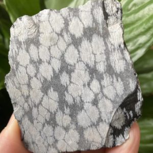 Shop Raw & Rough Snowflake Obsidian Stones! Raw Snowflake Obsidian | Natural genuine stones & crystals in various shapes & sizes. Buy raw cut, tumbled, or polished gemstones for making jewelry or crystal healing energy vibration raising reiki stones. #crystals #gemstones #crystalhealing #crystalsandgemstones #energyhealing #affiliate #ad