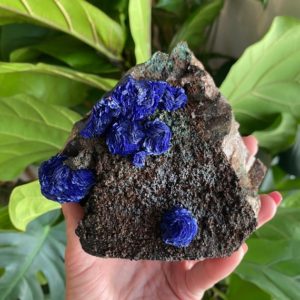 Shop Raw & Rough Azurite Stones! 1 Natural Azurite Rose specimen, cabinet | Natural genuine stones & crystals in various shapes & sizes. Buy raw cut, tumbled, or polished gemstones for making jewelry or crystal healing energy vibration raising reiki stones. #crystals #gemstones #crystalhealing #crystalsandgemstones #energyhealing #affiliate #ad