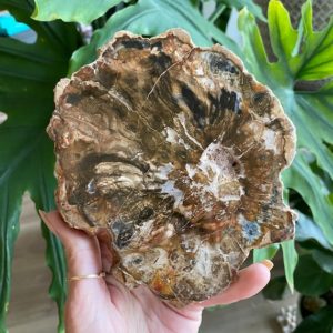 Shop Petrified Wood Stones & Crystals! Petrified wood slab , root chakra, security, grounding, wisdom | Natural genuine stones & crystals in various shapes & sizes. Buy raw cut, tumbled, or polished gemstones for making jewelry or crystal healing energy vibration raising reiki stones. #crystals #gemstones #crystalhealing #crystalsandgemstones #energyhealing #affiliate #ad