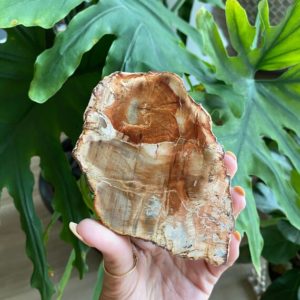 Shop Petrified Wood Shapes! Petrified wood slab , root chakra, security, grounding, wisdom | Natural genuine stones & crystals in various shapes & sizes. Buy raw cut, tumbled, or polished gemstones for making jewelry or crystal healing energy vibration raising reiki stones. #crystals #gemstones #crystalhealing #crystalsandgemstones #energyhealing #affiliate #ad