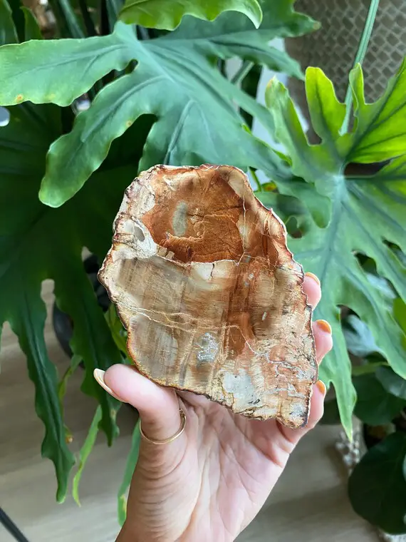Petrified Wood Slab , Root Chakra, Security, Grounding, Wisdom