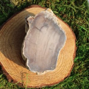 Shop Raw & Rough Petrified Wood Stones! Petrified Wood Raw Piece #C | Natural genuine stones & crystals in various shapes & sizes. Buy raw cut, tumbled, or polished gemstones for making jewelry or crystal healing energy vibration raising reiki stones. #crystals #gemstones #crystalhealing #crystalsandgemstones #energyhealing #affiliate #ad