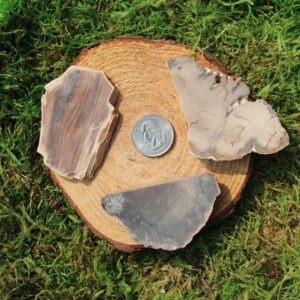 Shop Raw & Rough Petrified Wood Stones! Petrified Wood Raw Single Piece #A-C | Natural genuine stones & crystals in various shapes & sizes. Buy raw cut, tumbled, or polished gemstones for making jewelry or crystal healing energy vibration raising reiki stones. #crystals #gemstones #crystalhealing #crystalsandgemstones #energyhealing #affiliate #ad