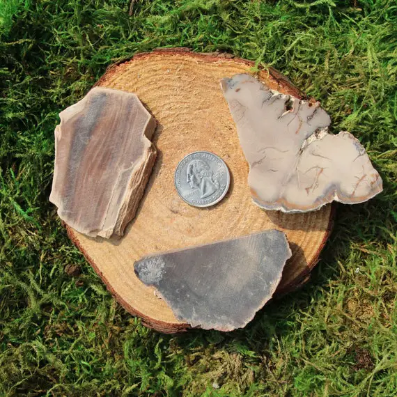 Petrified Wood Raw Single Piece #a-c