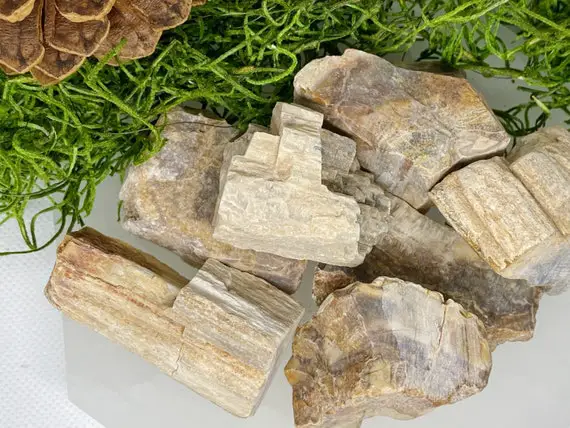 Petrified Wood | Raw Crystal | Natural Wood Crystal - Rough All Natural Form - ~1 Inch Each - High Quality