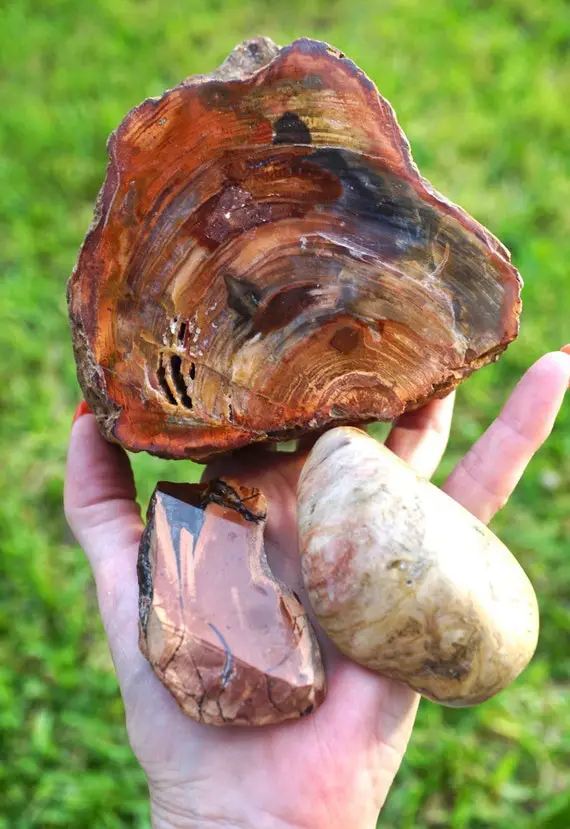 Raw & Polished Petrified Wood From Arizona Red - Healing Crystal ~ Trees Are Stabilizing And Grounding - Many Sizes L12