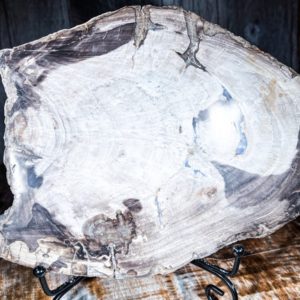 Shop Petrified Wood Shapes! Petrified Wood Slab 8.5" weighs 2.99 pounds | Natural genuine stones & crystals in various shapes & sizes. Buy raw cut, tumbled, or polished gemstones for making jewelry or crystal healing energy vibration raising reiki stones. #crystals #gemstones #crystalhealing #crystalsandgemstones #energyhealing #affiliate #ad