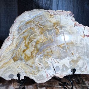 Petrified Wood Slab 8" weighs 2.03 pounds | Natural genuine stones & crystals in various shapes & sizes. Buy raw cut, tumbled, or polished gemstones for making jewelry or crystal healing energy vibration raising reiki stones. #crystals #gemstones #crystalhealing #crystalsandgemstones #energyhealing #affiliate #ad