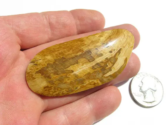Petrified Wood Cabochon Stunning Material For Wire Wrap, Petrified Jewelry Or Display Specimen Petrified Wood Jewelry Wood Grain Cab