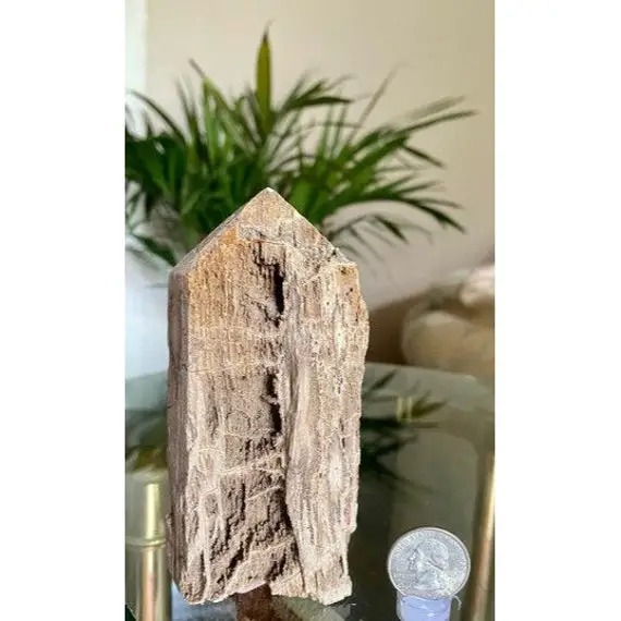 Rare Stock Petrified Wood Tower From Indonesia 1.8" X 4.7" #m425 Sale