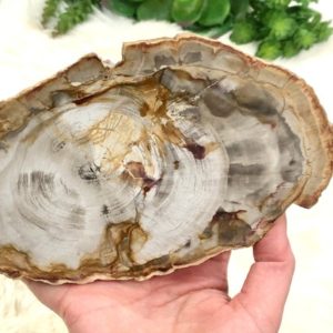 Shop Petrified Wood Shapes! Petrified Wood Slab Slice Stone Crystal 165mm HQ | Natural genuine stones & crystals in various shapes & sizes. Buy raw cut, tumbled, or polished gemstones for making jewelry or crystal healing energy vibration raising reiki stones. #crystals #gemstones #crystalhealing #crystalsandgemstones #energyhealing #affiliate #ad