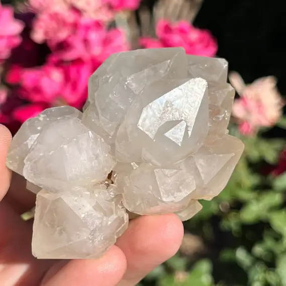 Rare Unique Quartz Flower Dt Crystal Cluster ~ Collectors Display Specimen ~ Raw Minerals