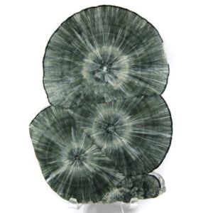 Shop Seraphinite Stones & Crystals! GORGEOUS Russian Seraphinite (Clinochlore) Polished Triple Stalactite Slice Specimen — Amazing formation, gorgeous sprays! See video! | Natural genuine stones & crystals in various shapes & sizes. Buy raw cut, tumbled, or polished gemstones for making jewelry or crystal healing energy vibration raising reiki stones. #crystals #gemstones #crystalhealing #crystalsandgemstones #energyhealing #affiliate #ad