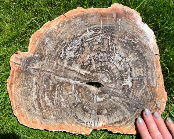 Large Petrified Wood Slab With Quartz Druzy, Polished Petrified Wood Slice, Fossilized Wood From Madagascar, Crystal Home Decor Gift For Her