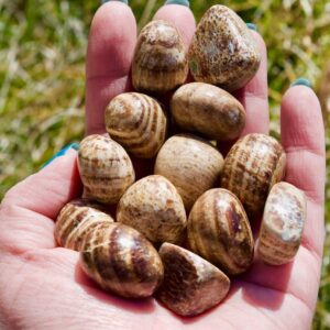 Aragonite Tumbled Stone | Small or Large