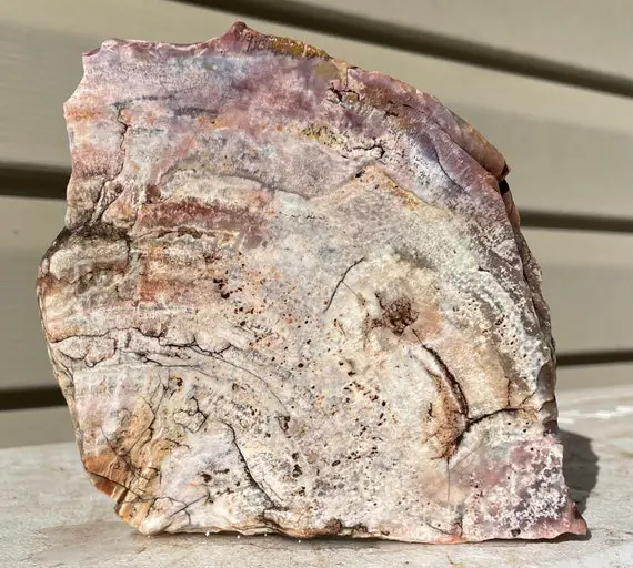Arizona Rainbow Petrified Wood Natural Fossil Rough Raw Lapidary Slab 1 Lb