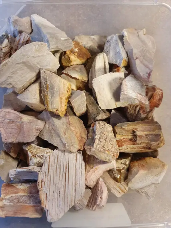 Versteinertes Holz 100g  [gp 39/kg]  Wassersteine , Rohsteine Zur Wasseraufbereitung
