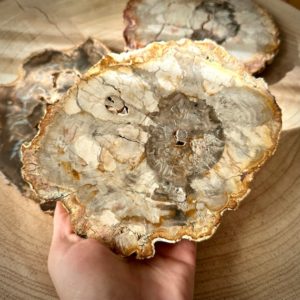 Shop Raw & Rough Petrified Wood Stones! XL Natural Petrified Wood Slices | Natural genuine stones & crystals in various shapes & sizes. Buy raw cut, tumbled, or polished gemstones for making jewelry or crystal healing energy vibration raising reiki stones. #crystals #gemstones #crystalhealing #crystalsandgemstones #energyhealing #affiliate #ad