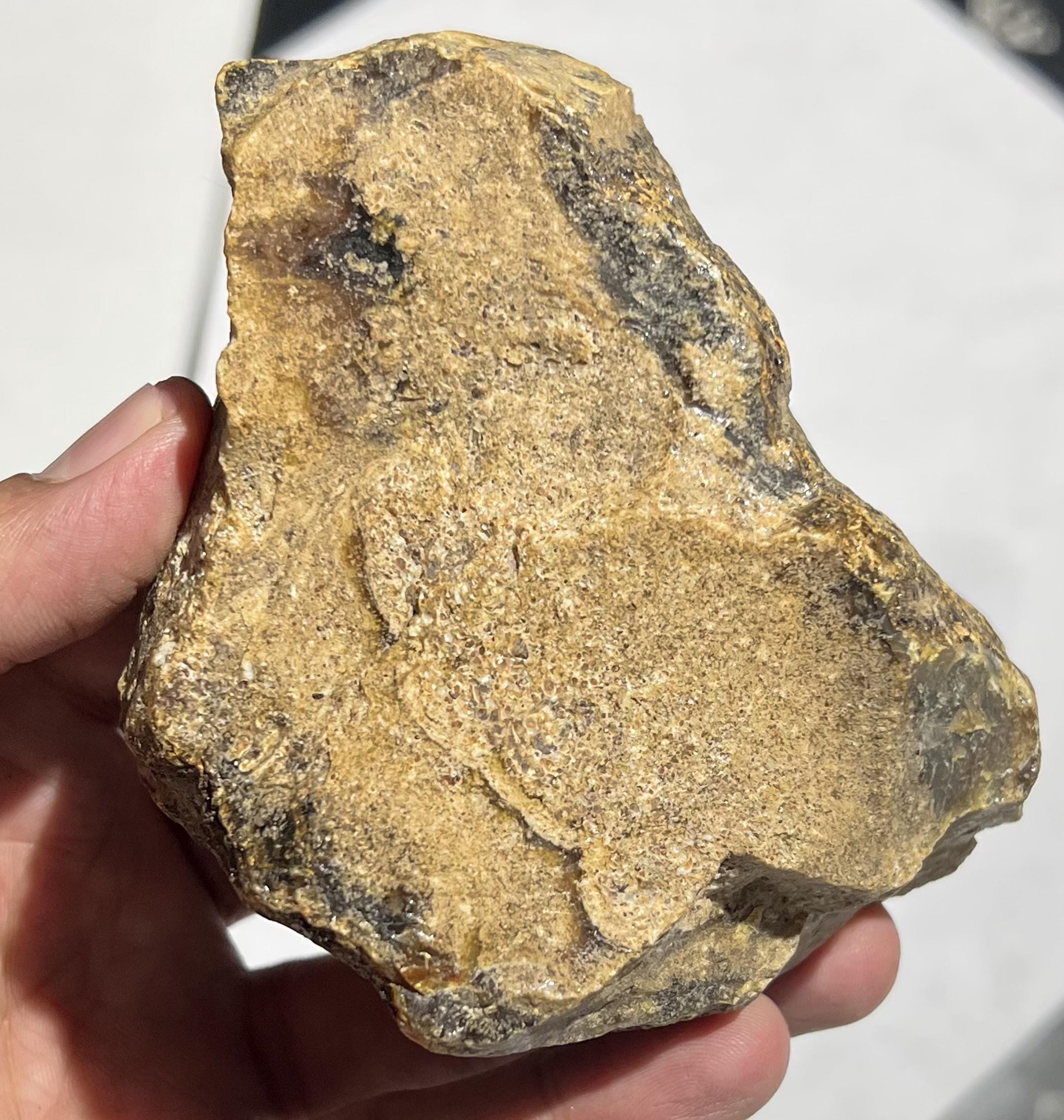 Butterscotch Amber Rough Stone | Natural Fossil Resin Specimen 289g 105x75x55mm