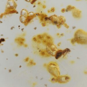 Colombian Amber With Insects Rough Polish