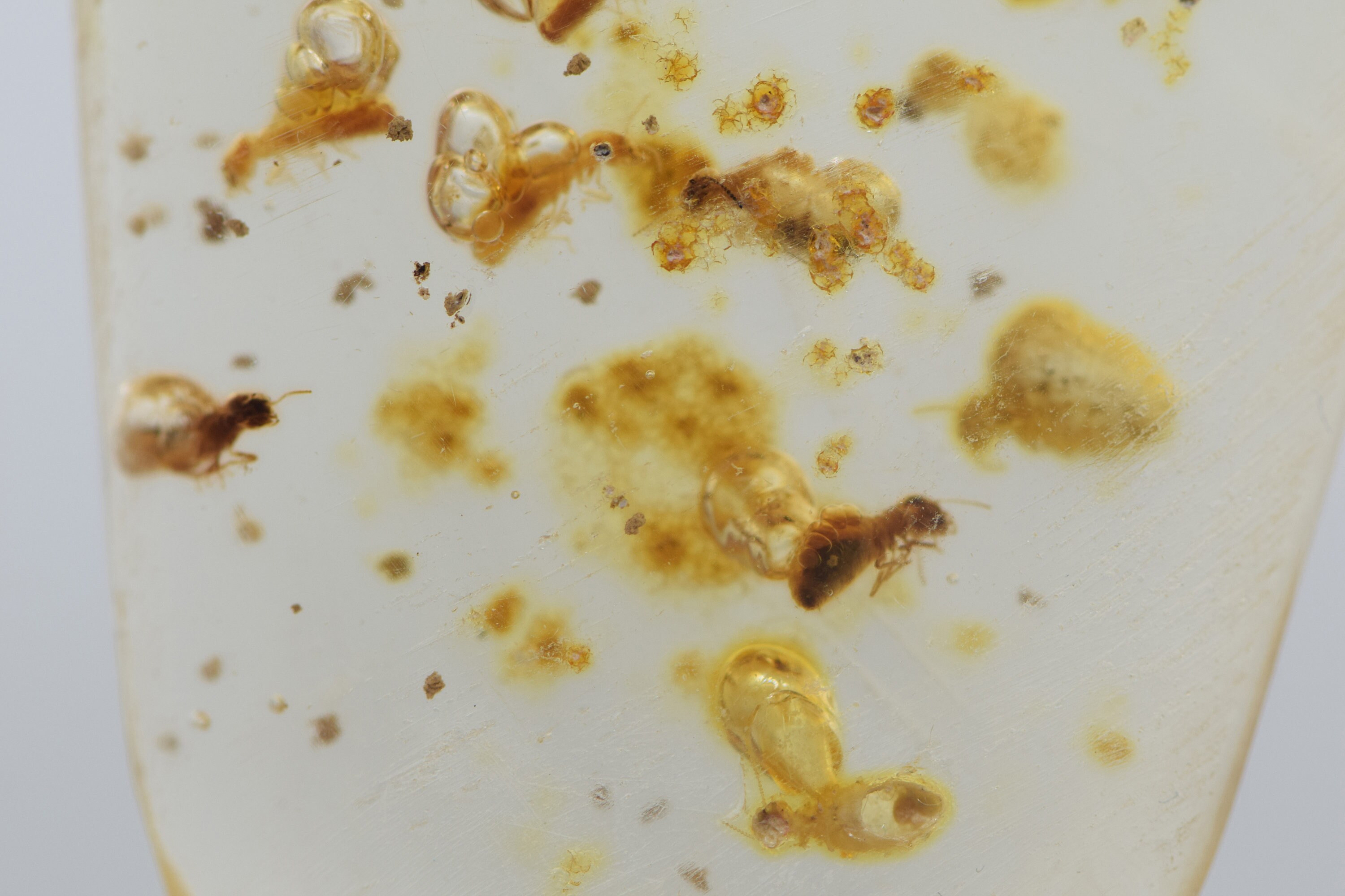 Colombian Amber With Insects Rough Polish