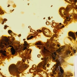 Copal Insect Inclusions: Colombia Young Amber Specimen
