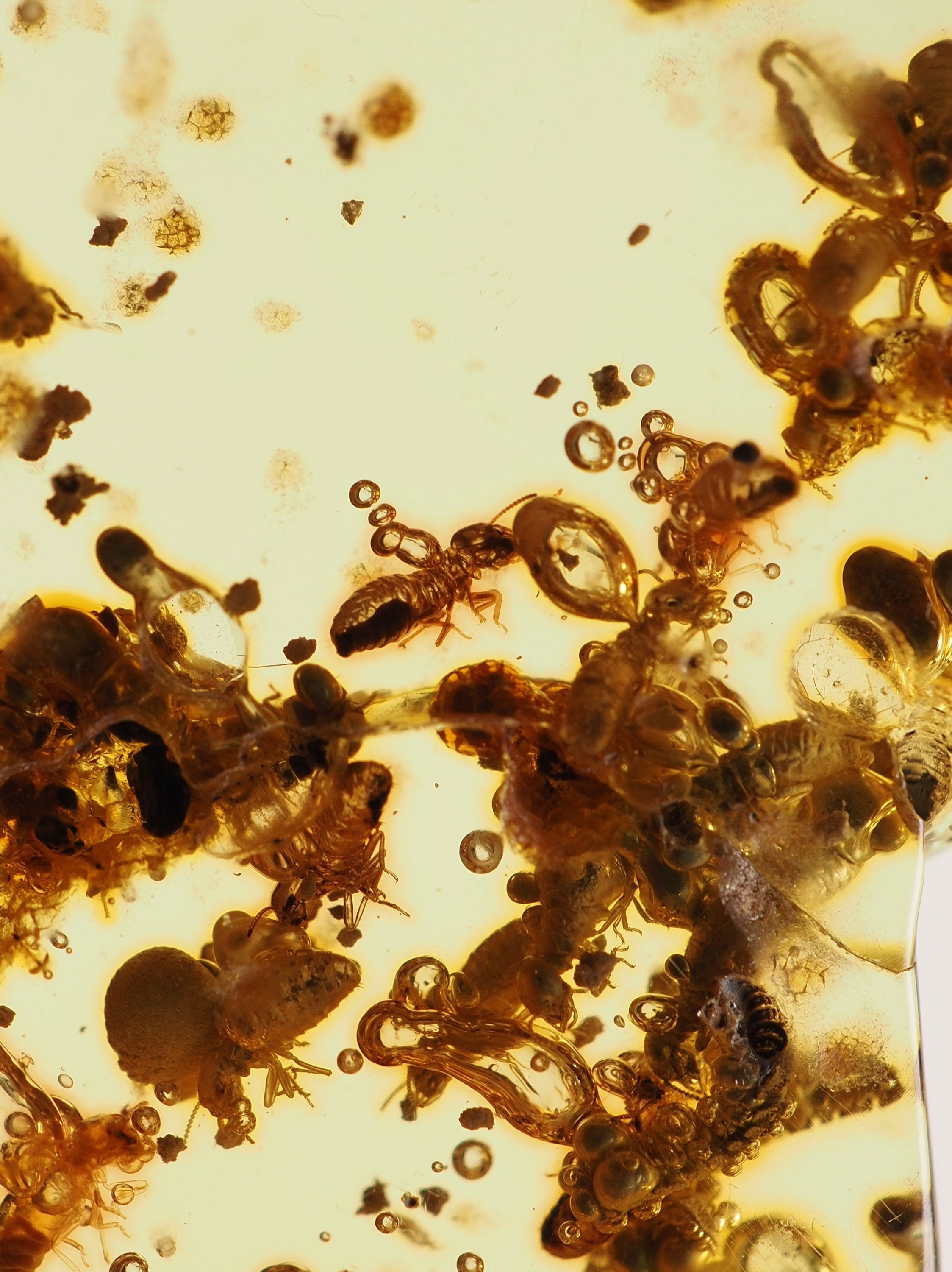 Copal Insect Inclusions: Colombia Young Amber Specimen