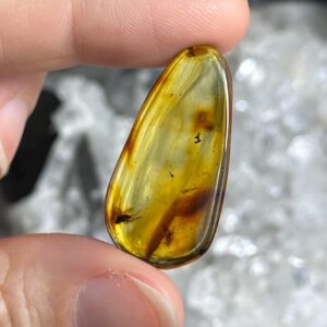 Genuine Baltic Amber With Natural Insect Inclusion Specimen, Polished Bug Included Amber