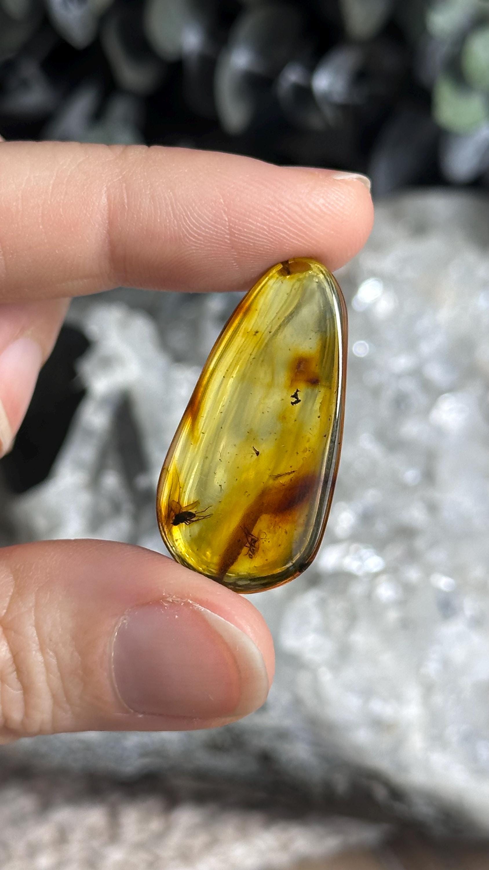 Genuine Baltic Amber With Natural Insect Inclusion  Specimen, Polished Bug Included Amber