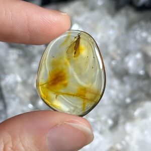 Genuine Baltic Amber With Natural Insect Inclusion Specimen, Polished Bug Included Amber