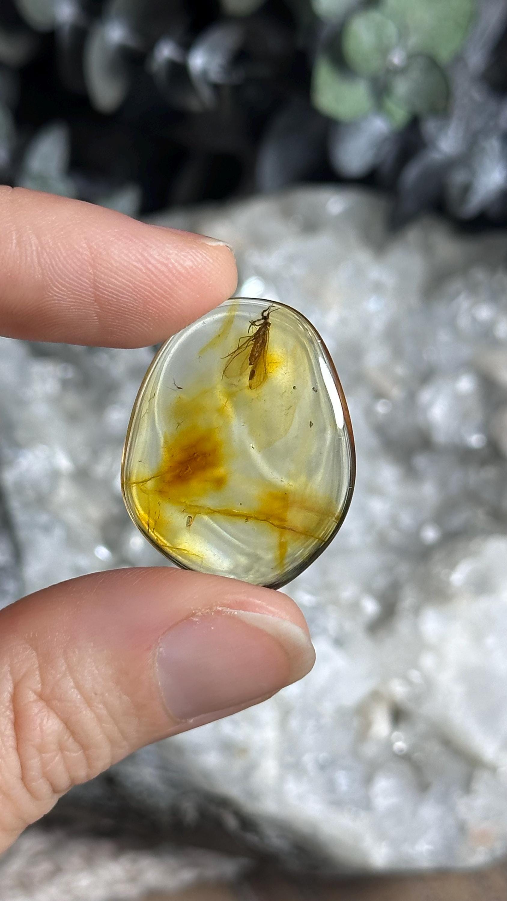 Genuine Baltic Amber With Natural Insect Inclusion Specimen, Polished Bug Included Amber