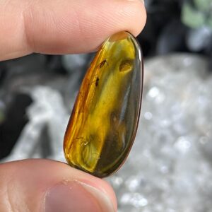 Genuine Baltic Amber With Natural Insect Inclusion Specimen, Polished Bug Included Amber