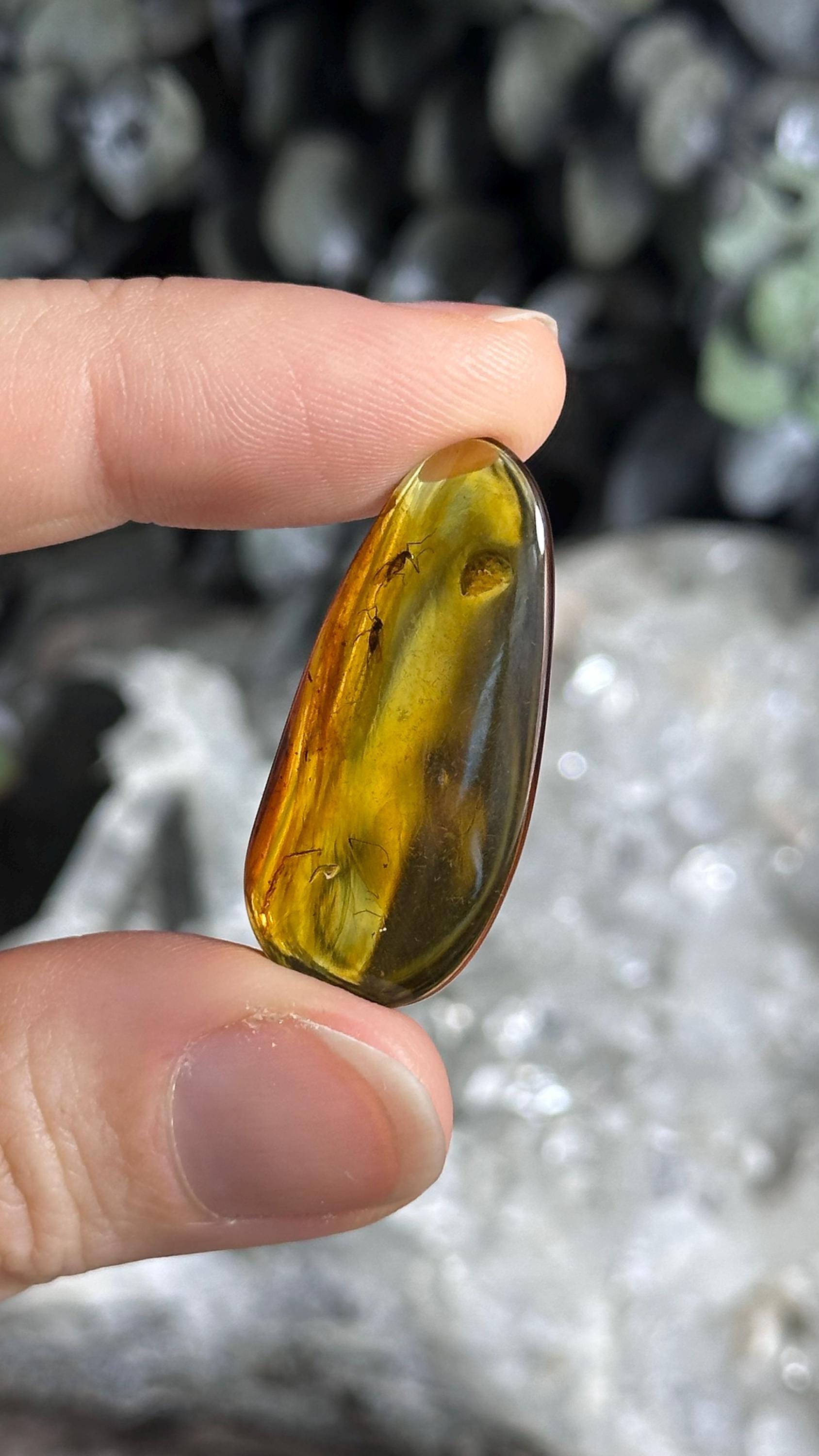 Genuine Baltic Amber With Natural Insect Inclusion  Specimen, Polished Bug Included Amber