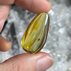 Genuine Baltic Amber With Natural Insect Inclusion Specimen, Polished Bug Included Amber