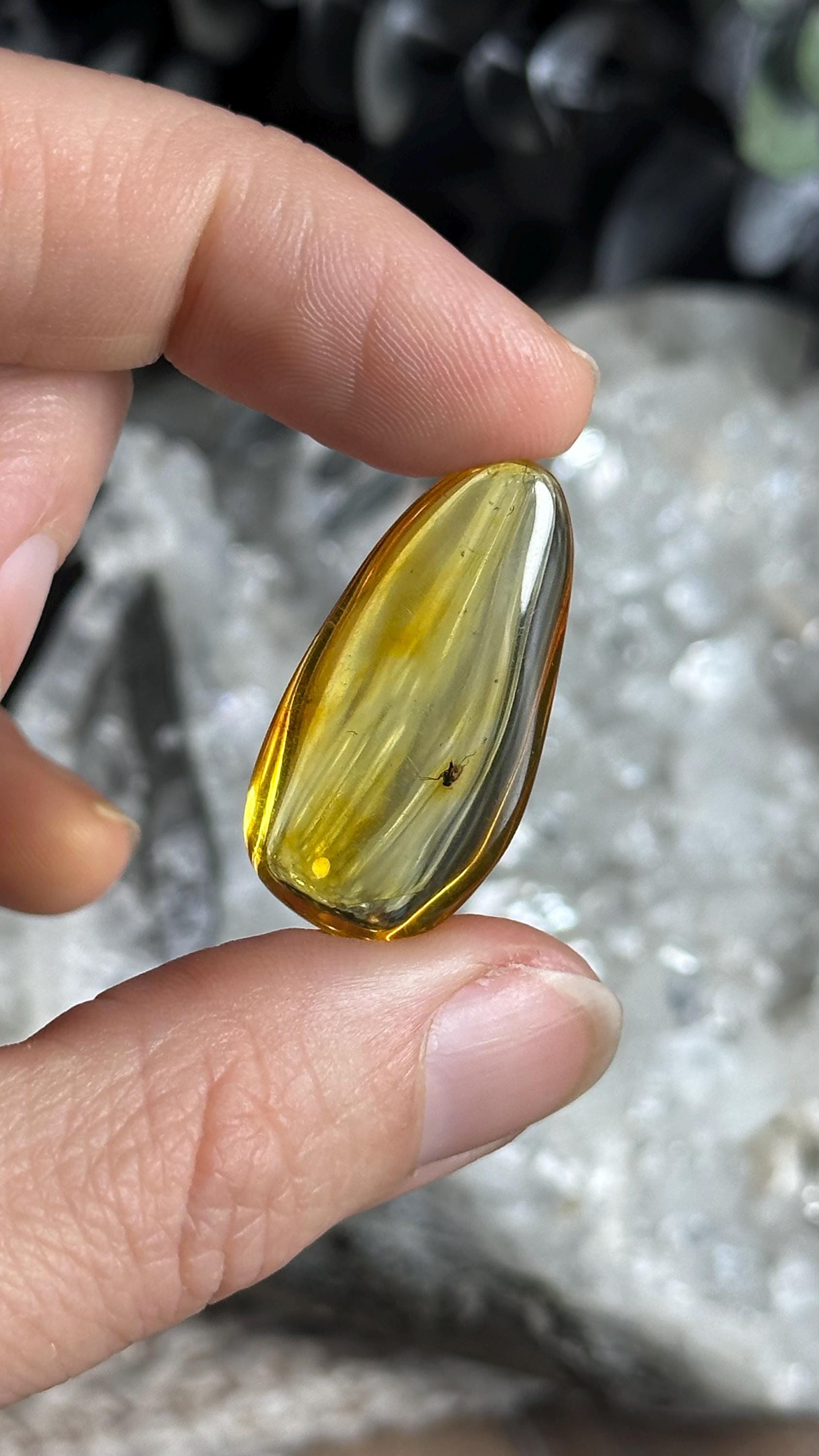 Genuine Baltic Amber With Natural Insect Inclusion  Specimen, Polished Bug Included Amber