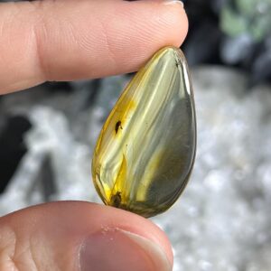 Genuine Baltic Amber With Natural Insect Inclusion Specimen, Polished Bug Included Amber