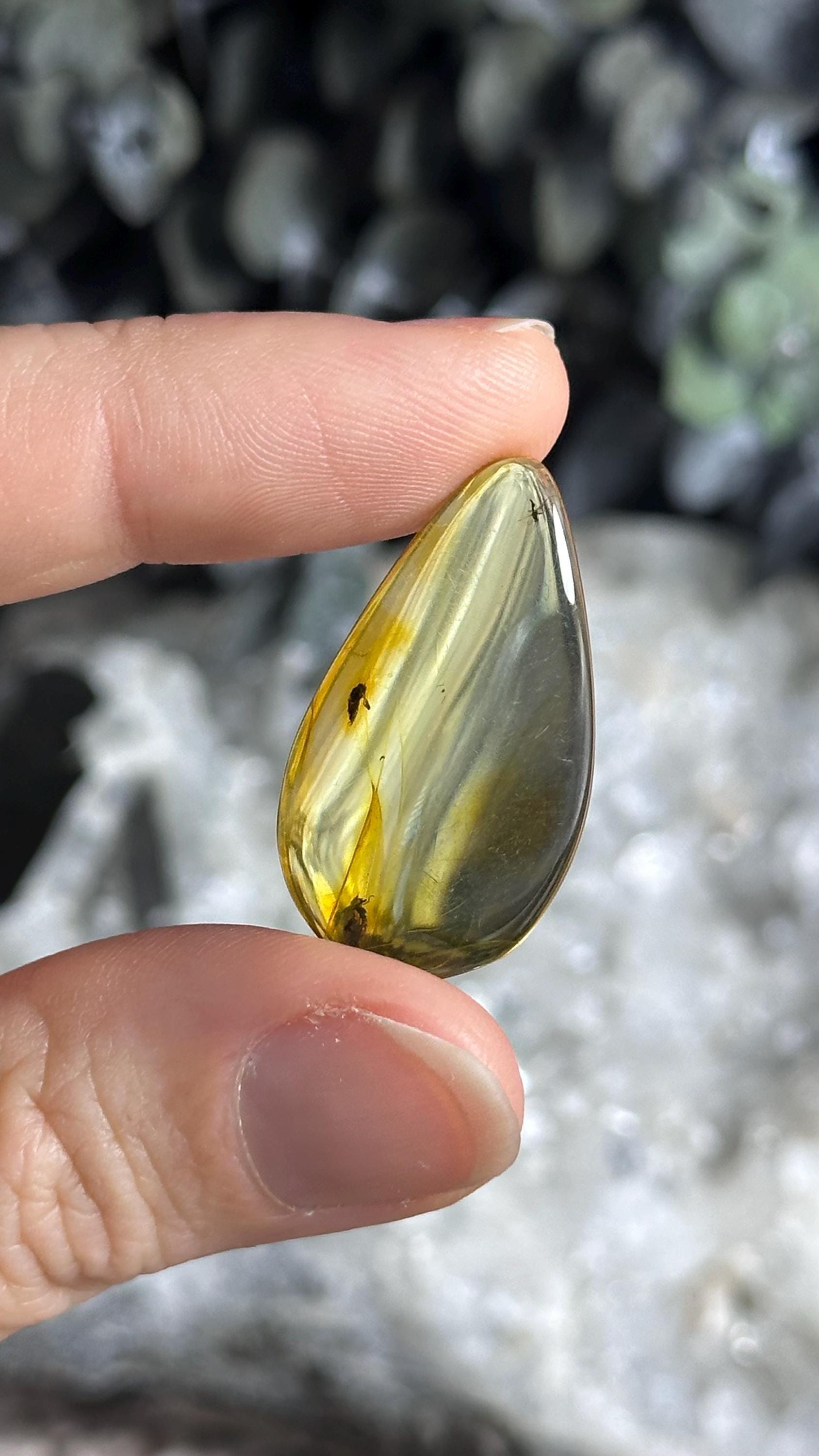 Genuine Baltic Amber With Natural Insect Inclusion Specimen, Polished Bug Included Amber