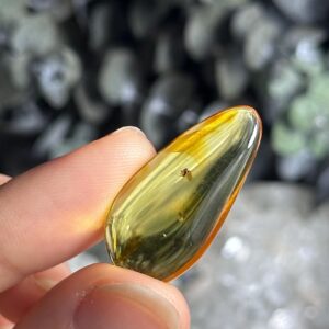 Genuine Baltic Amber With Natural Insect Inclusion Specimen, Polished Bug Included Amber