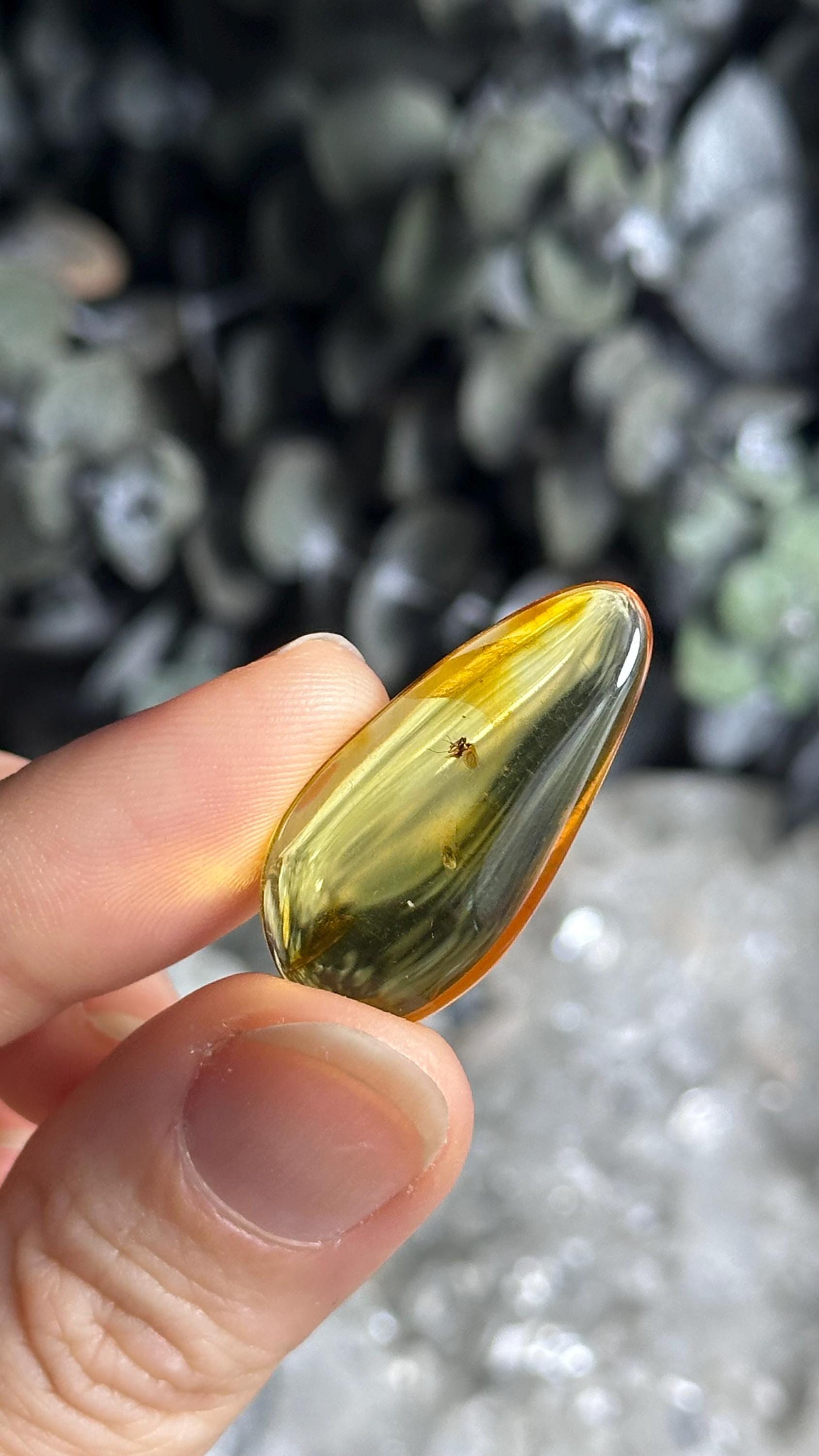 Genuine Baltic Amber With Natural Insect Inclusion Specimen, Polished Bug Included Amber