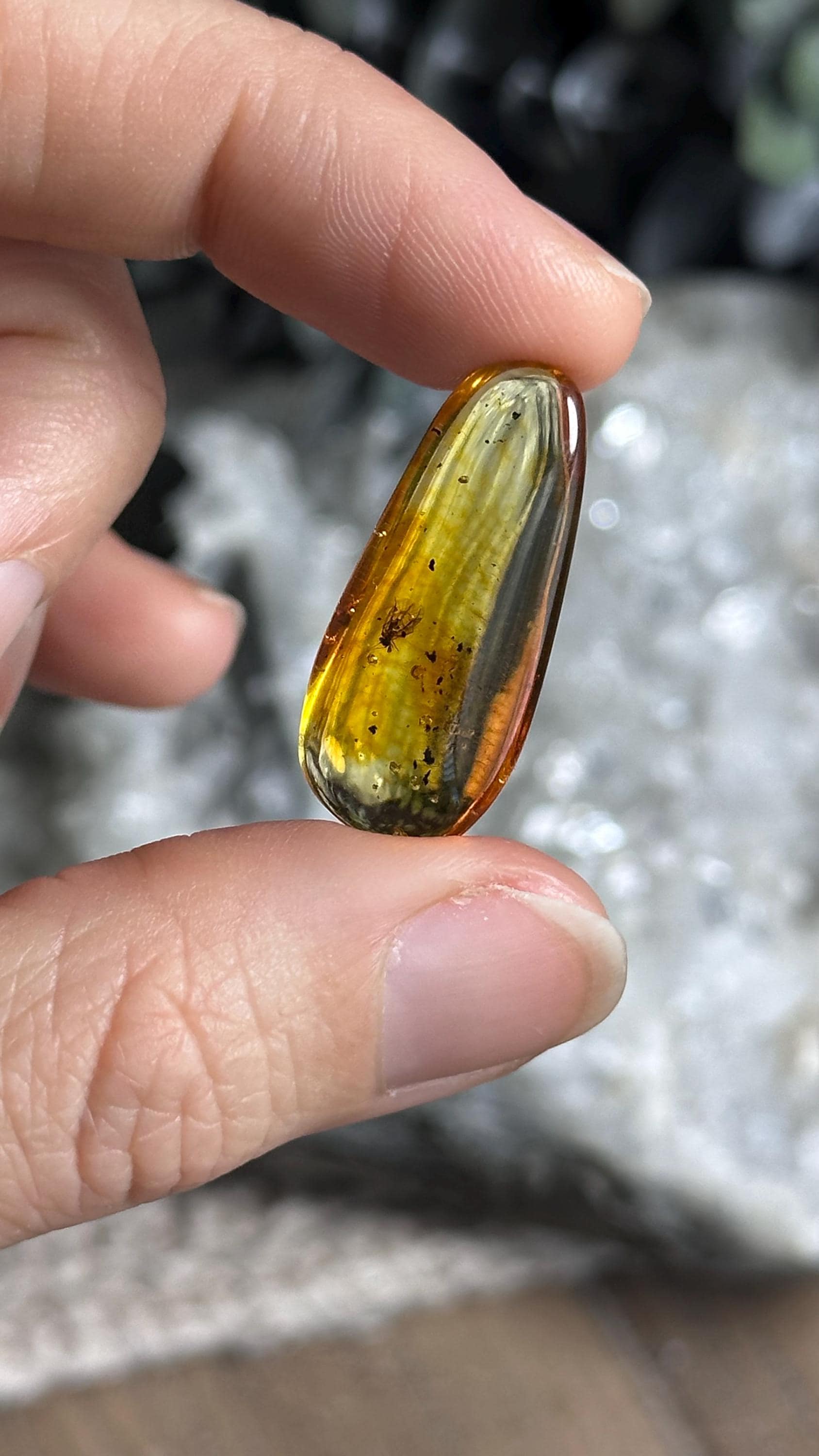 Genuine Baltic Amber With Natural Insect Inclusion Specimen, Polished Bug Included Amber