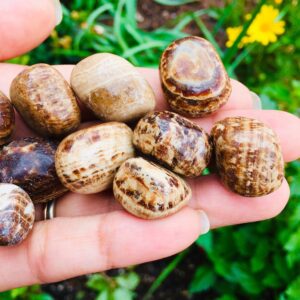Tumbled Chocolate Aragonite Crystal: Striped Brown Polished Stone (20-25mm)