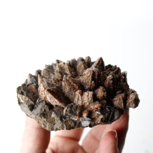 Chocolate Dogtooth Calcite Cluster