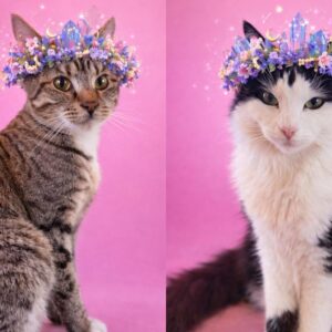Custom Celestial Flower Crown Cat Portrait – Personalized Pink Crystal Crown Pet Art – Boho Magical Cat Wall Decor – Custom Cat Lover Gift