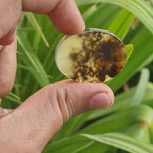 Oval Dendritic Agate Cabochon: Shajar Agate Gemstone (38x27mm)