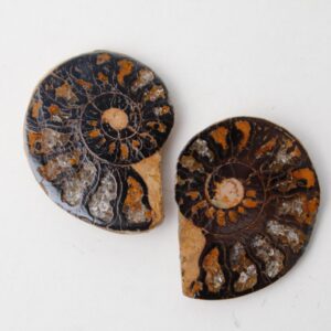 Ammonite - Fossil Specimen With Hematite