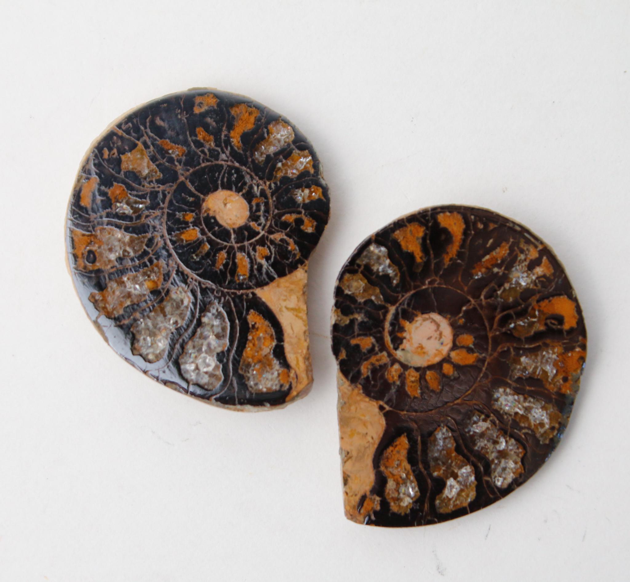 Ammonite - Fossil Specimen With Hematite